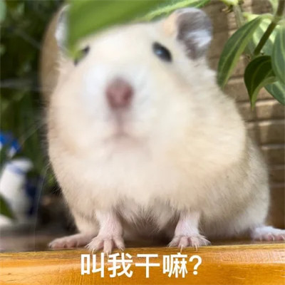 微信表情头像图片
