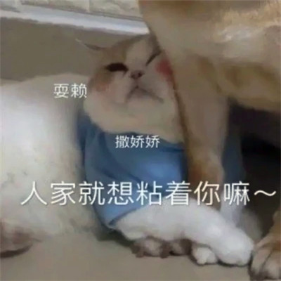 可爱表情包头像图片