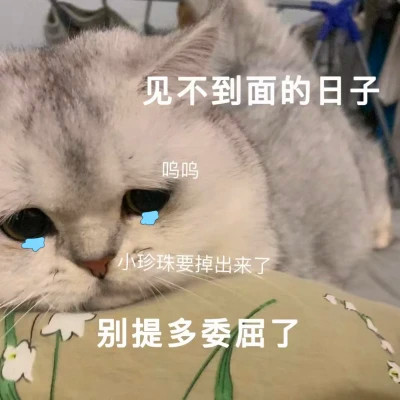 表情头像逗比图片