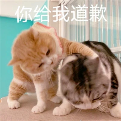 表情头像逗比图片
