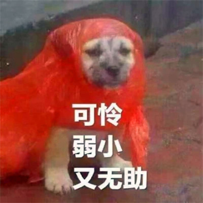 抖音小表情头像图片
