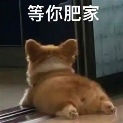 抖音小表情头像图片