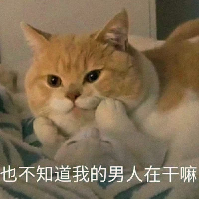 抖音小表情头像图片