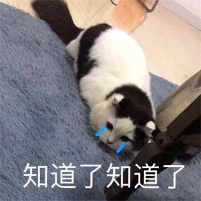 抖音小表情头像图片