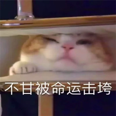 抖音小表情头像图片