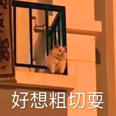 表情头像可爱搞怪图片