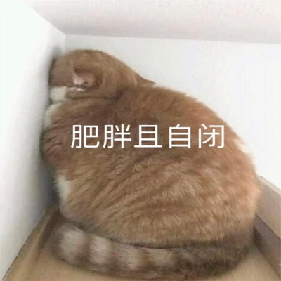 qq表情包头像可爱图片