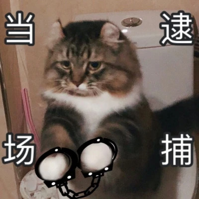 qq表情包头像可爱图片