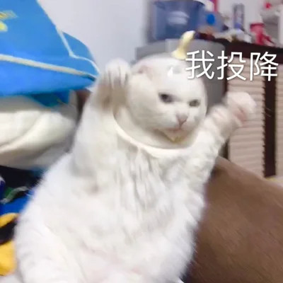 qq表情包头像可爱图片