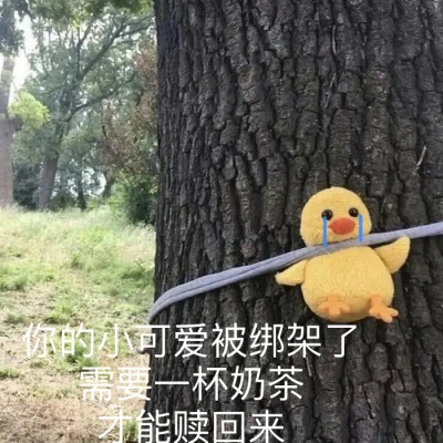 qq表情包头像可爱图片