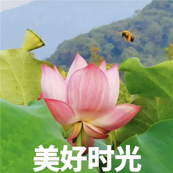 中老年人潮流荷花带字头像图片