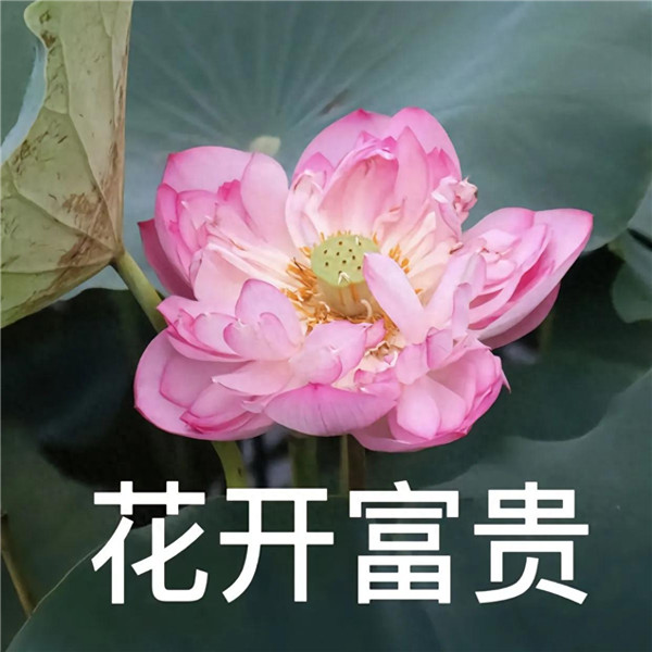 中老年人潮流荷花带字头像图片