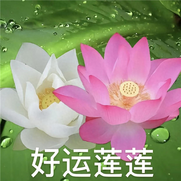 中老年人潮流荷花带字头像图片