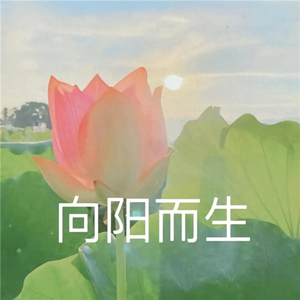 中老年人潮流荷花带字头像图片