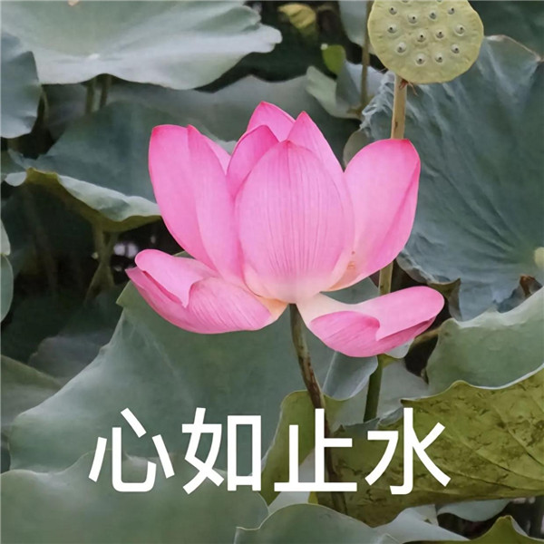 中老年人潮流荷花带字头像图片
