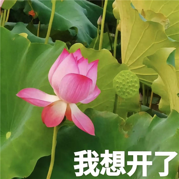 中老年人潮流荷花带字头像图片