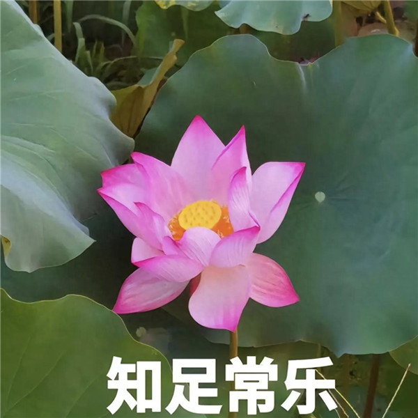 中老年人潮流荷花带字头像图片