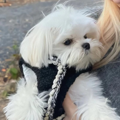 对象不是人系列情头