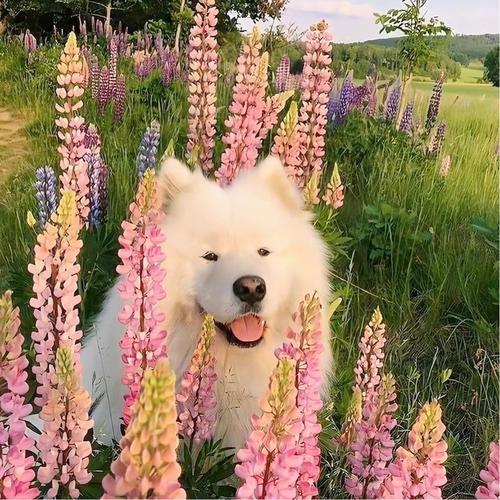 高清无水印小众头像