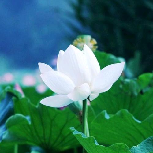 高清无水印小众头像