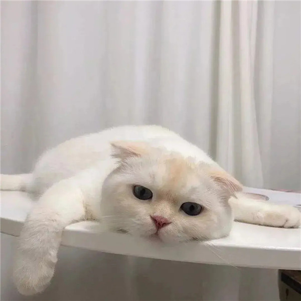 看起来很智障的头像图片