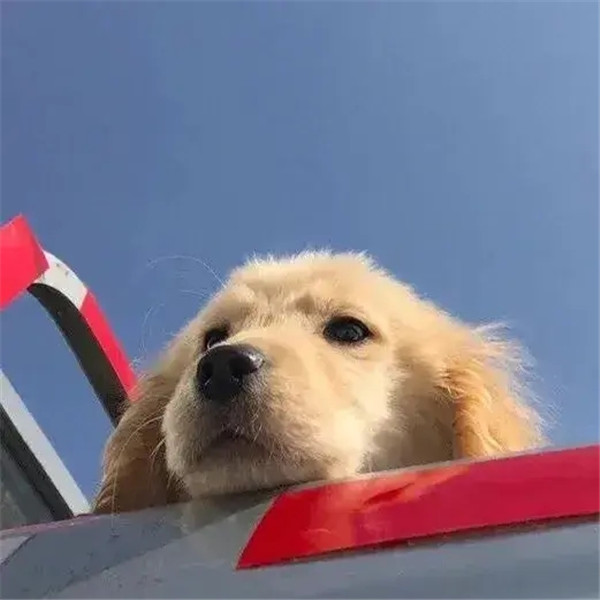 看起来很智障的头像图片