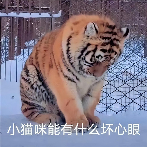 一副不太聪明的样子头像图片