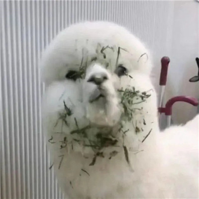 领导不想找你干活的头像图片