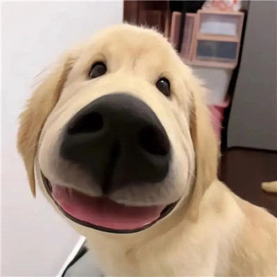 可爱避免委以重任的图片头像