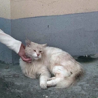 情侣头像
