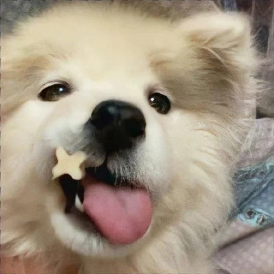 超可爱动物头像图片