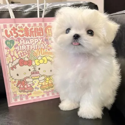 超可爱动物头像图片
