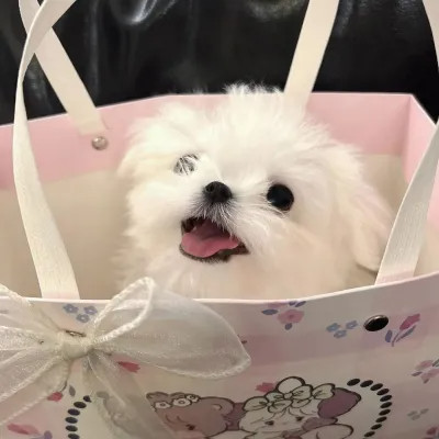 超可爱动物头像图片