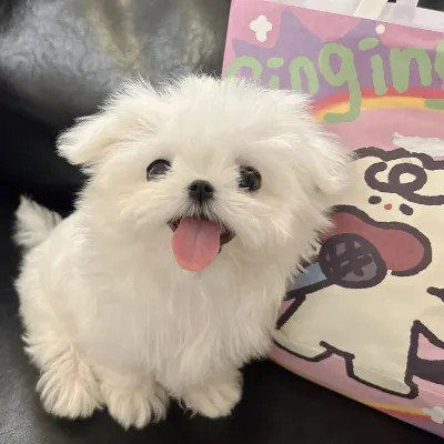 超可爱动物头像图片