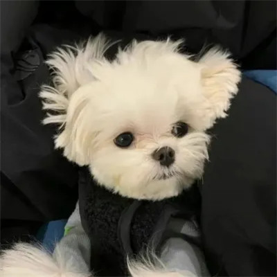 精选超萌可爱动物头像图片
