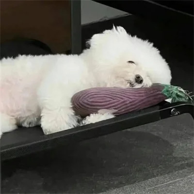 精选超萌可爱动物头像图片