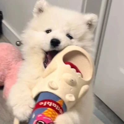 精选超萌可爱动物头像图片