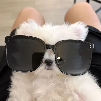 精选超萌可爱动物头像图片
