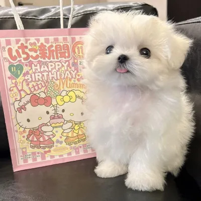 精选超萌可爱动物头像图片
