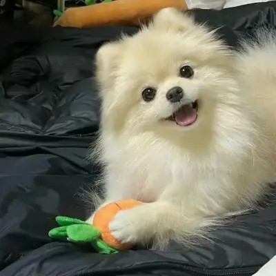 精选超萌可爱动物头像图片