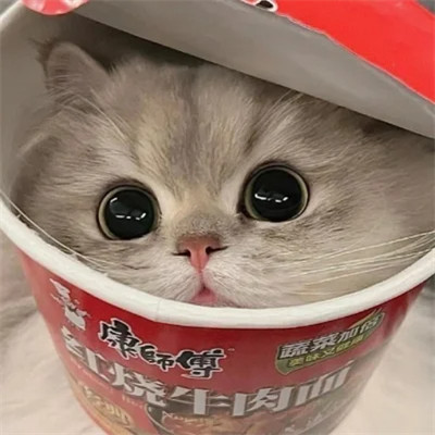 精选超萌可爱动物头像图片