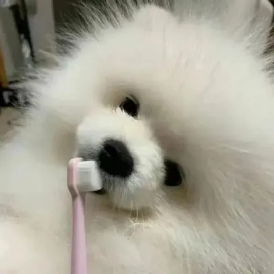 2025最火小动物图片头像