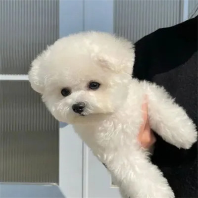 可爱好看又高级的头像萌宠图片
