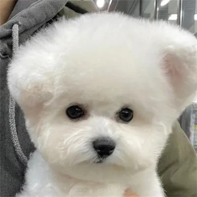 可爱好看又高级的头像萌宠图片