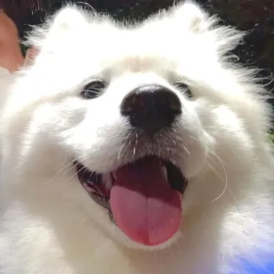可爱好看又高级的头像萌宠图片