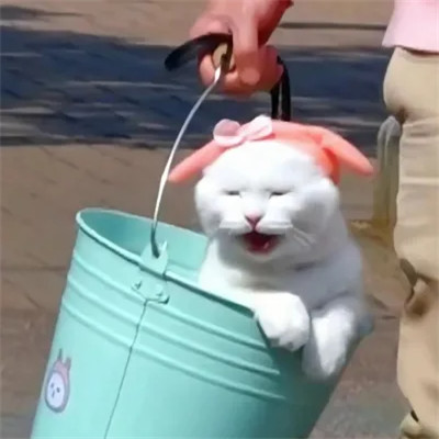 可爱好看又高级的头像萌宠图片