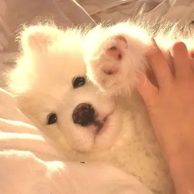 可爱好看又高级的头像萌宠图片