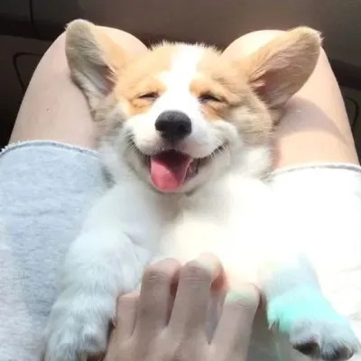 可爱好看又高级的头像萌宠图片