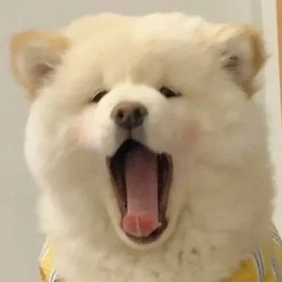 可爱好看又高级的头像萌宠图片