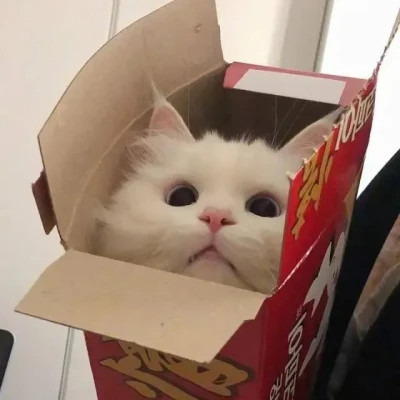 可爱好看又高级的头像萌宠图片